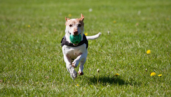 Spelende hond