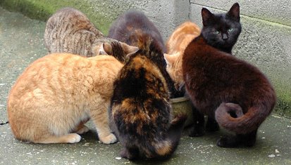 Zwerfkatten